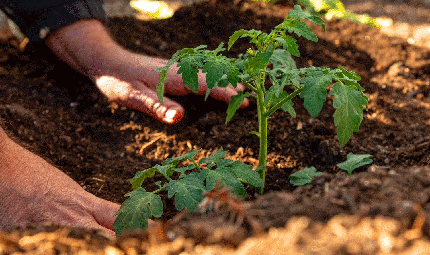 proceso de sembrado de tomate pera ecológico