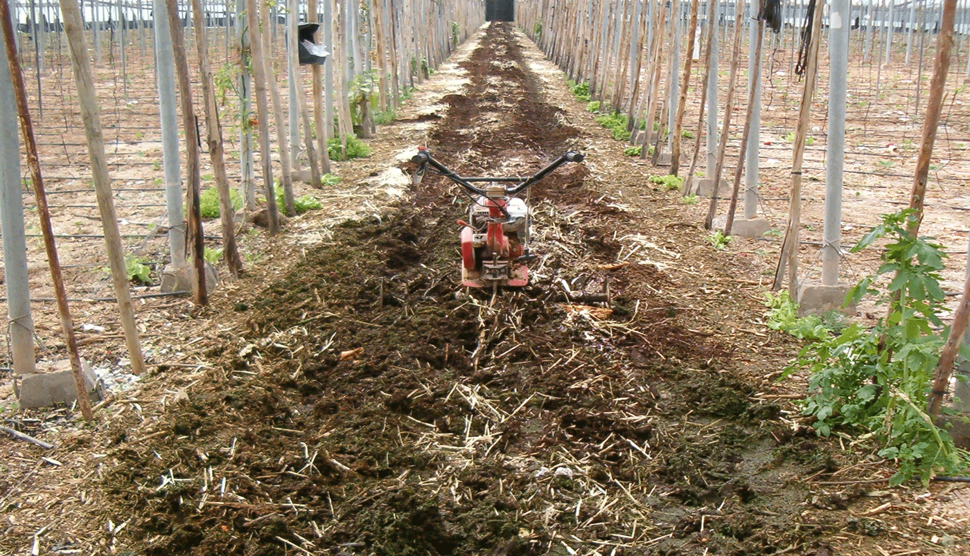 mulilla removiendo el compost en el pasillo del invernadero