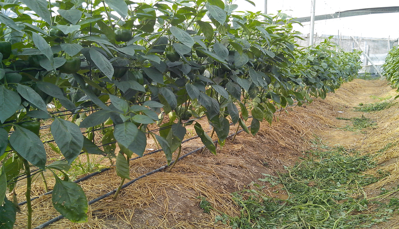plantas de pimiento ecológico de 1 metro de altura aproximadamente