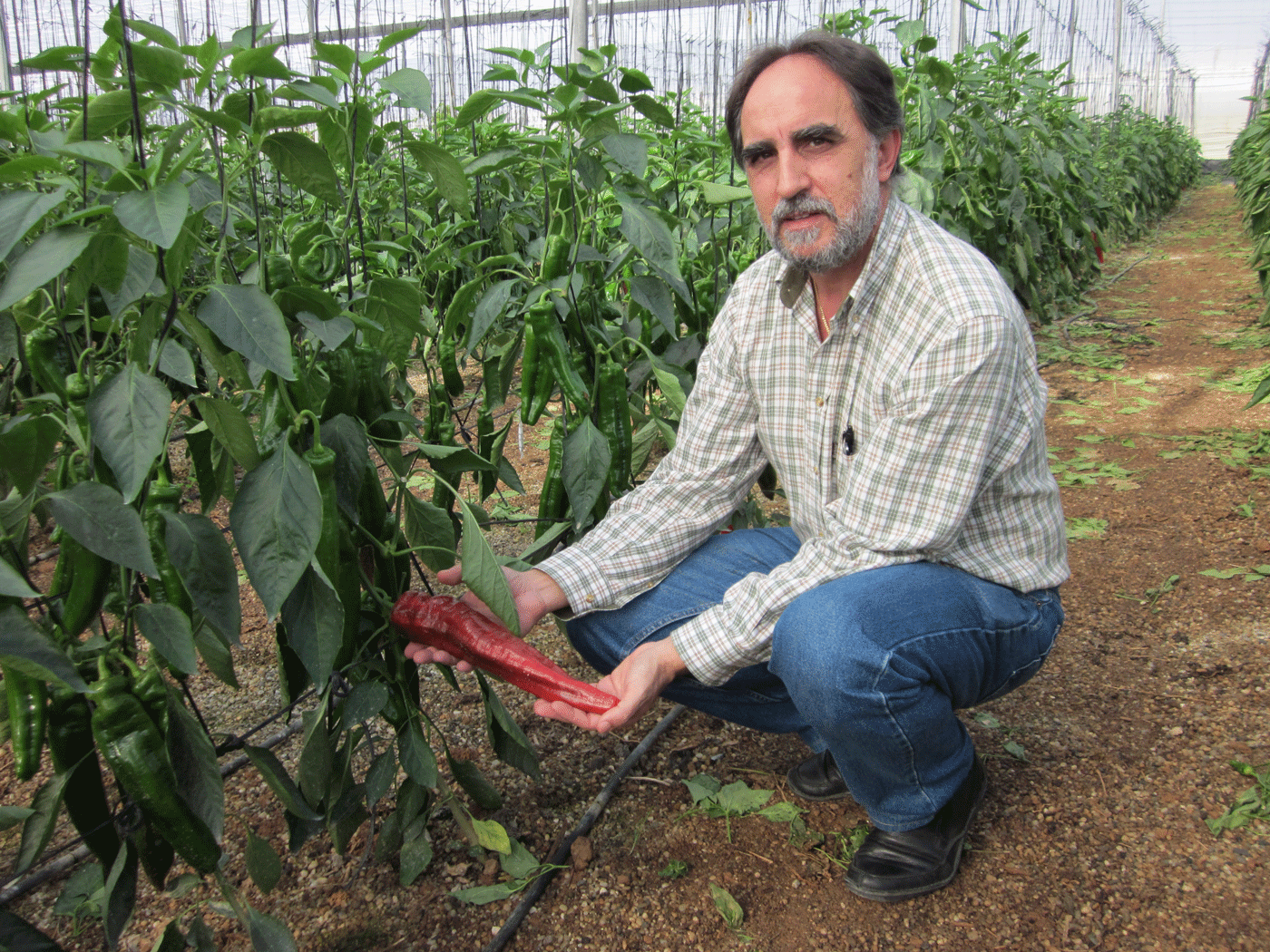 señor enseñando un pimiento rojo ecológico en una planta