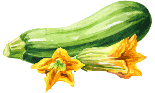 caricatura de un calabacín ecológico