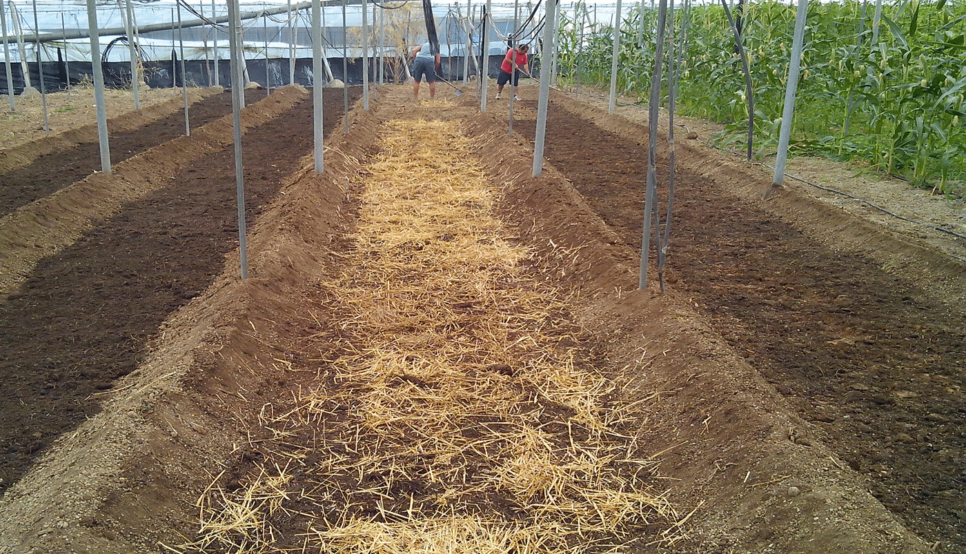vertido de compost y paja en las calles de tierra del invernadero ecológico