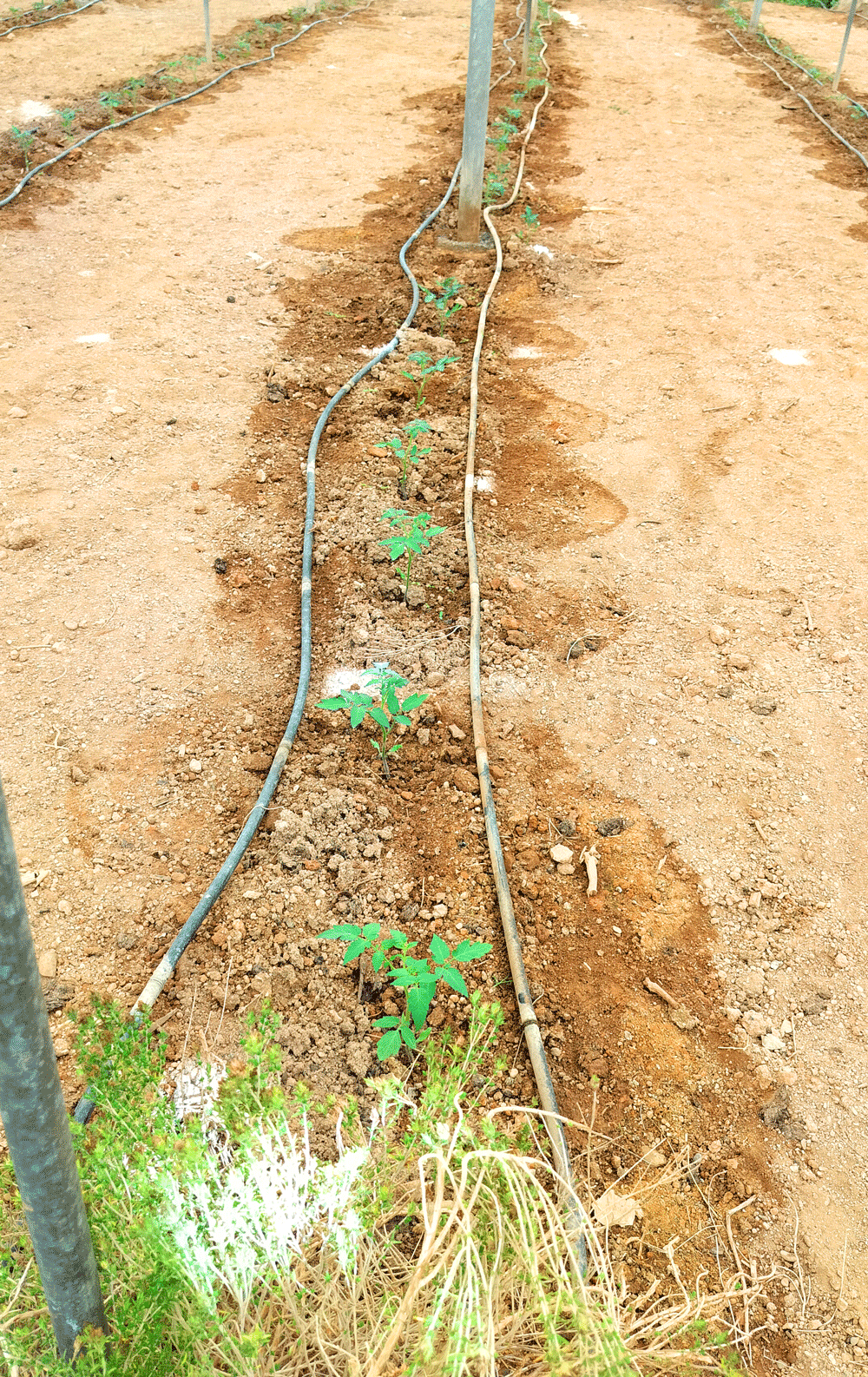 línea de plantas de tomate pera ecológico recién sembradas