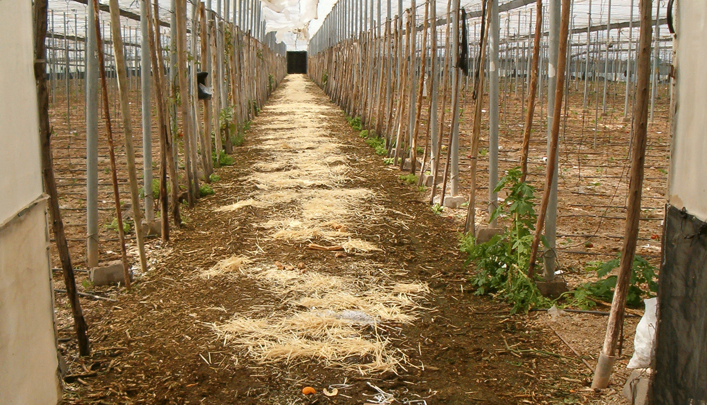 pasillo invernadero ecológico con montos de compost