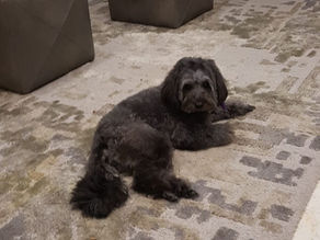 Meet our Dog Chloe, Truthfully I didn’t want a dog- ever! 