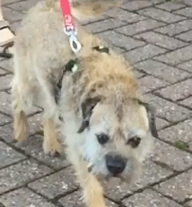 Case Studies Rfanimalphysio