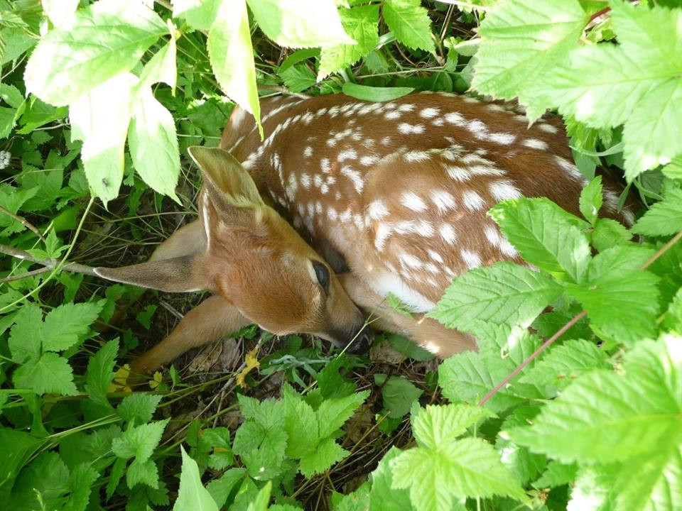 Foire Aux Questions Refugelobadanaki