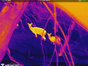 2026.1 Chitose sampling