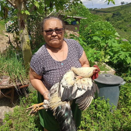 Campanha contra Newcastle: prevenção e bem-estar fortalecendo a avicultura familiar