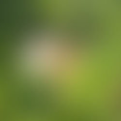 Acompanhamento técnico do Projeto Quintais Vivos: união entre experiência e conhecimento no campo