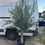 Thumbnail: 8-9ft thick Tuscan trunk olive trees 
