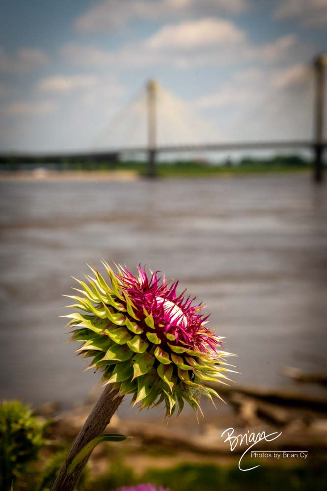 Thistle on the River (7896)