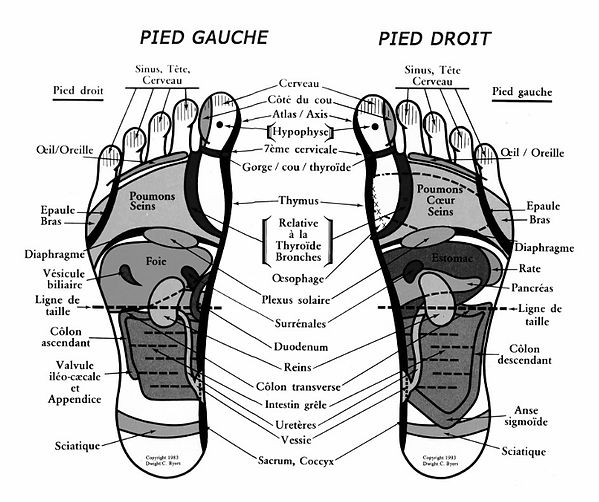 carte refelxologie plantaire