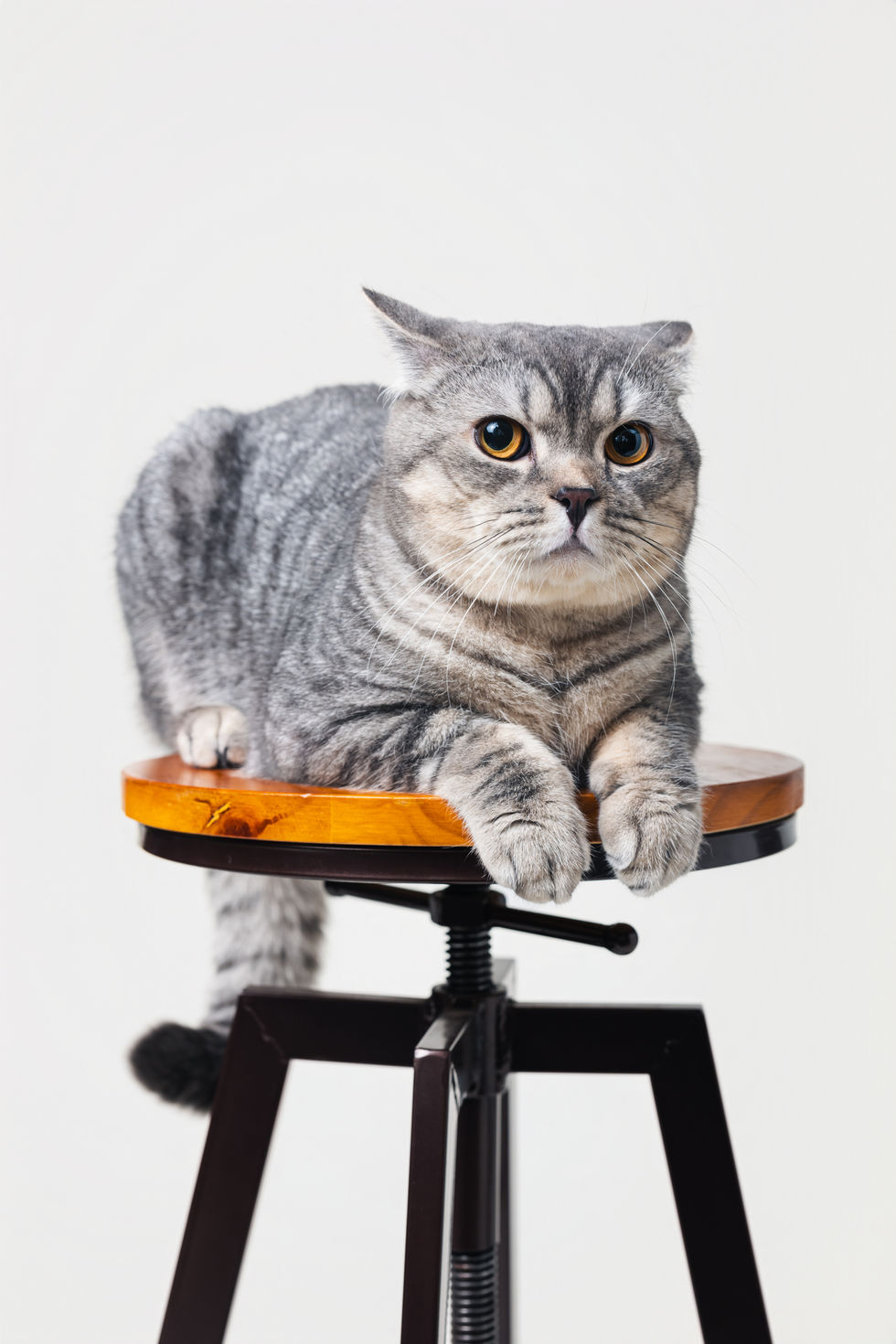 Untitled Catalog0601