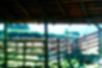 Emolon Madeiras