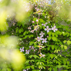 Zarte rosa Blüten einer grünen Kletterpflanze an einer weissen Wand.