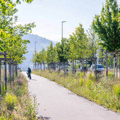 Radfahrer auf einem grünen, sonnigen Weg mit Bäumen und Hügeln.