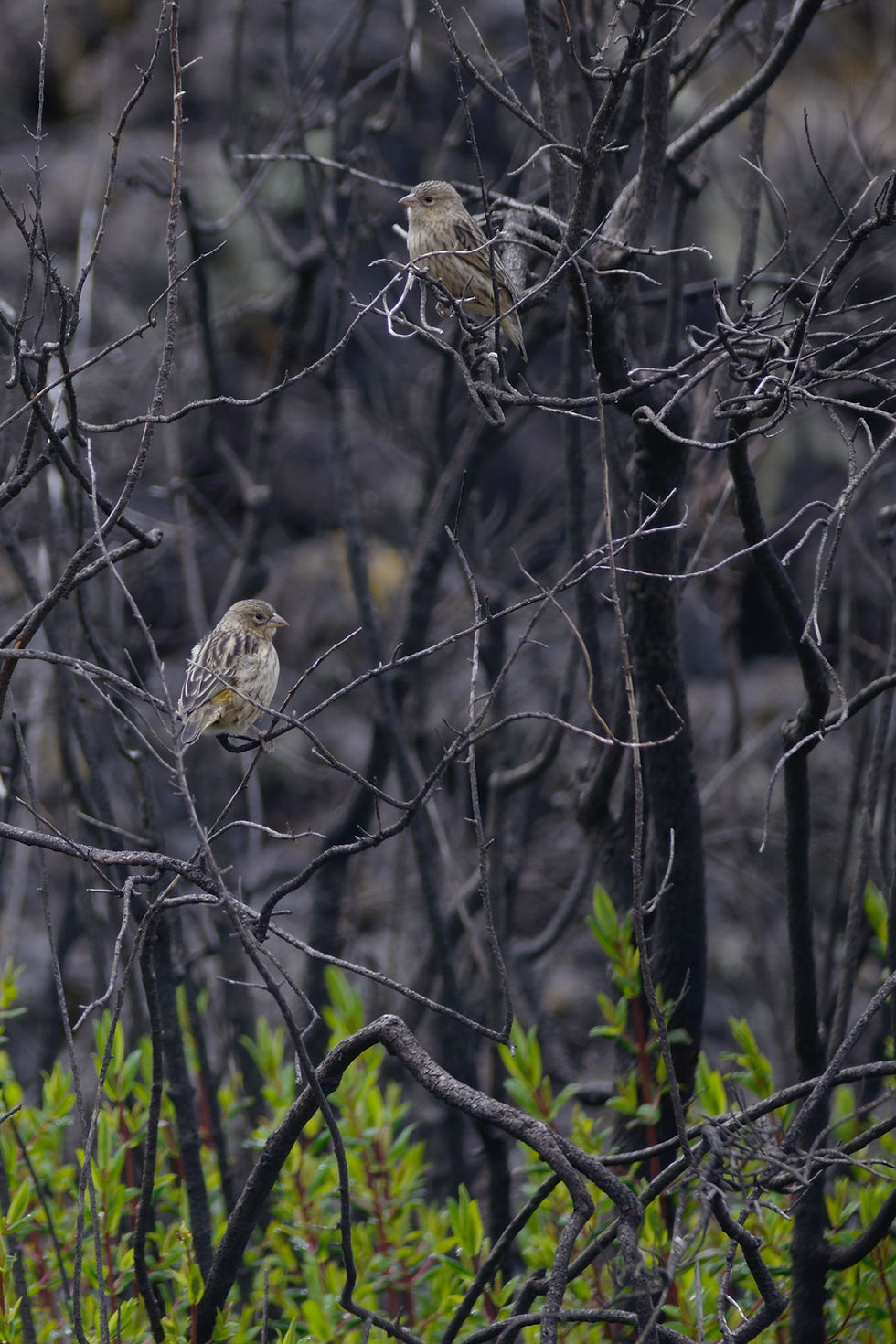 DSC_0092_Pipits in tree