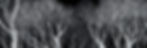 ghost-gums.jpg