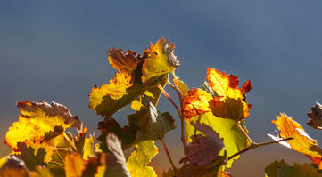 viÃ±edo026.jpg
