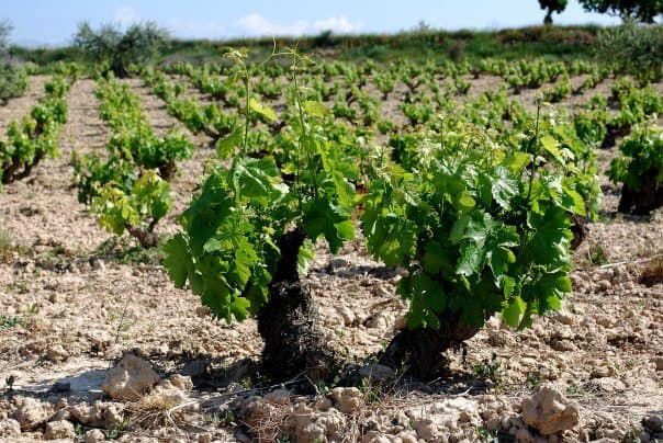 Miniaturbild: Fernandez de Piérola Rosado I 2024 I 75 cl