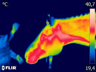 FLIR0243 (1)