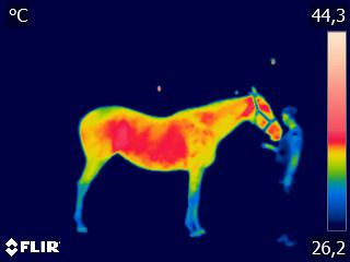 FLIR0037 (1)