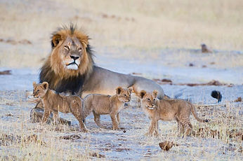 hwange zimbabwe.jpg