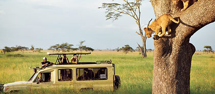 tanzania-safari-experience-lead-lion-cubs.jpg
