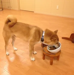 静岡市内の犬猫ペットホテル「ドッグライフパートナー ハレ」での1日 Hare