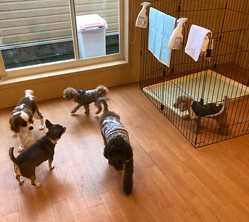 静岡市 犬の幼稚園