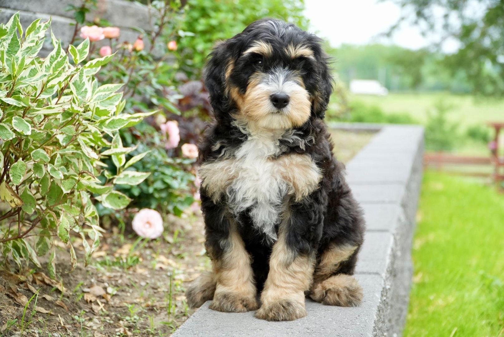 Charlie - New Home: Chelsea, MI!