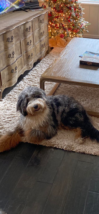 Willa is 8 months old, loved by everyone!