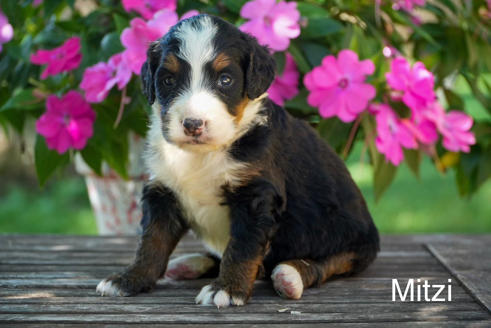 Mitzi - Misty & Tramp's Standard Bernedoodle Deposit