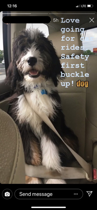 Spike Buckles Up!