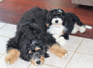 Jordy & Lexi - So darn cute!