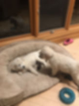 White English Cream Golden Retriever Puppies