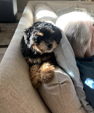 The best puppy we have ever had!