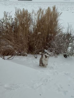 Peace is loving the snow!❄️⛄️