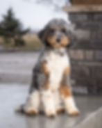 Thumbnail: Stella - Medium/Mini Bernedoodle Deposit
