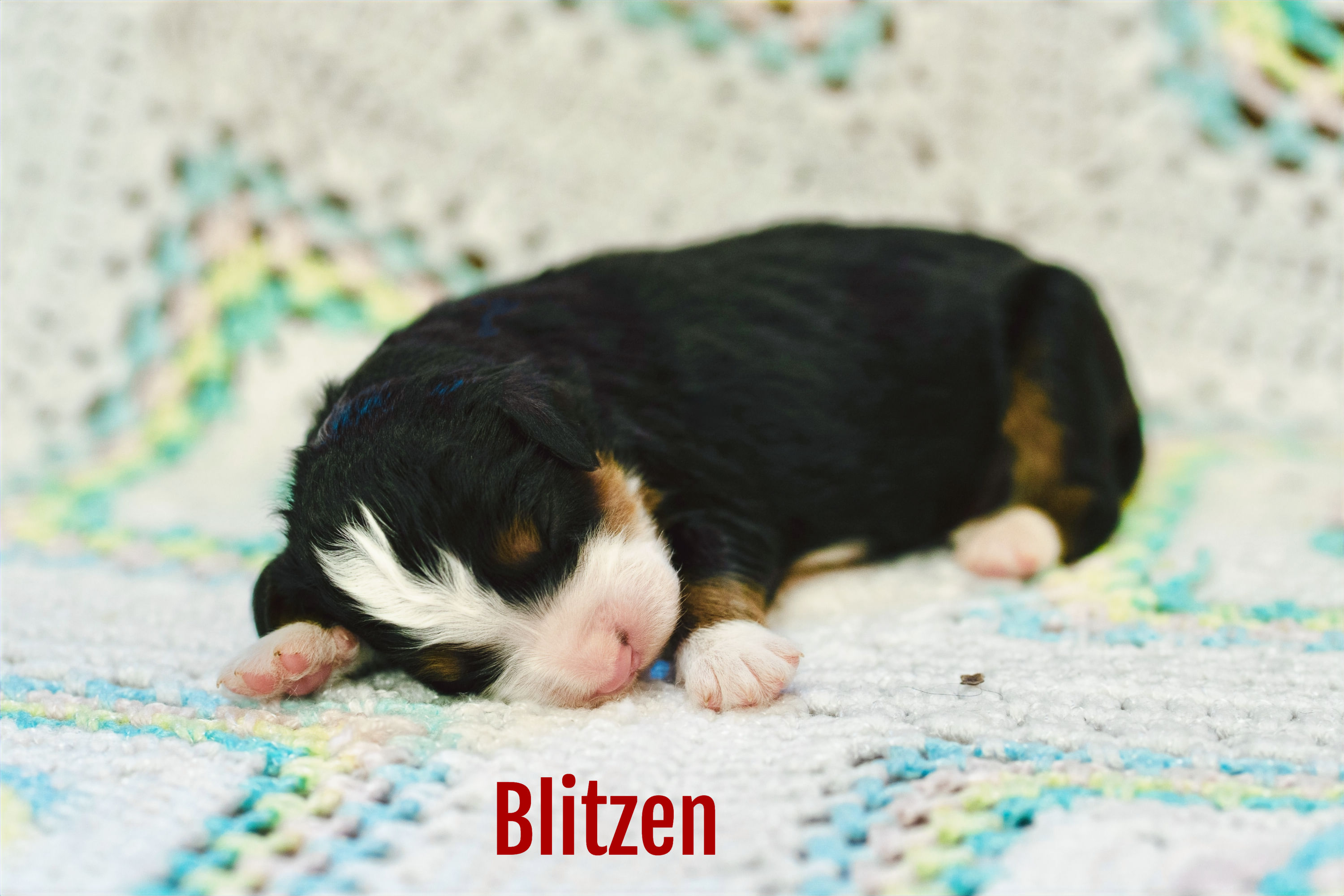 🦌Blitzen - Bailey &amp; Tramp's Standard Bernedoodle Deposit