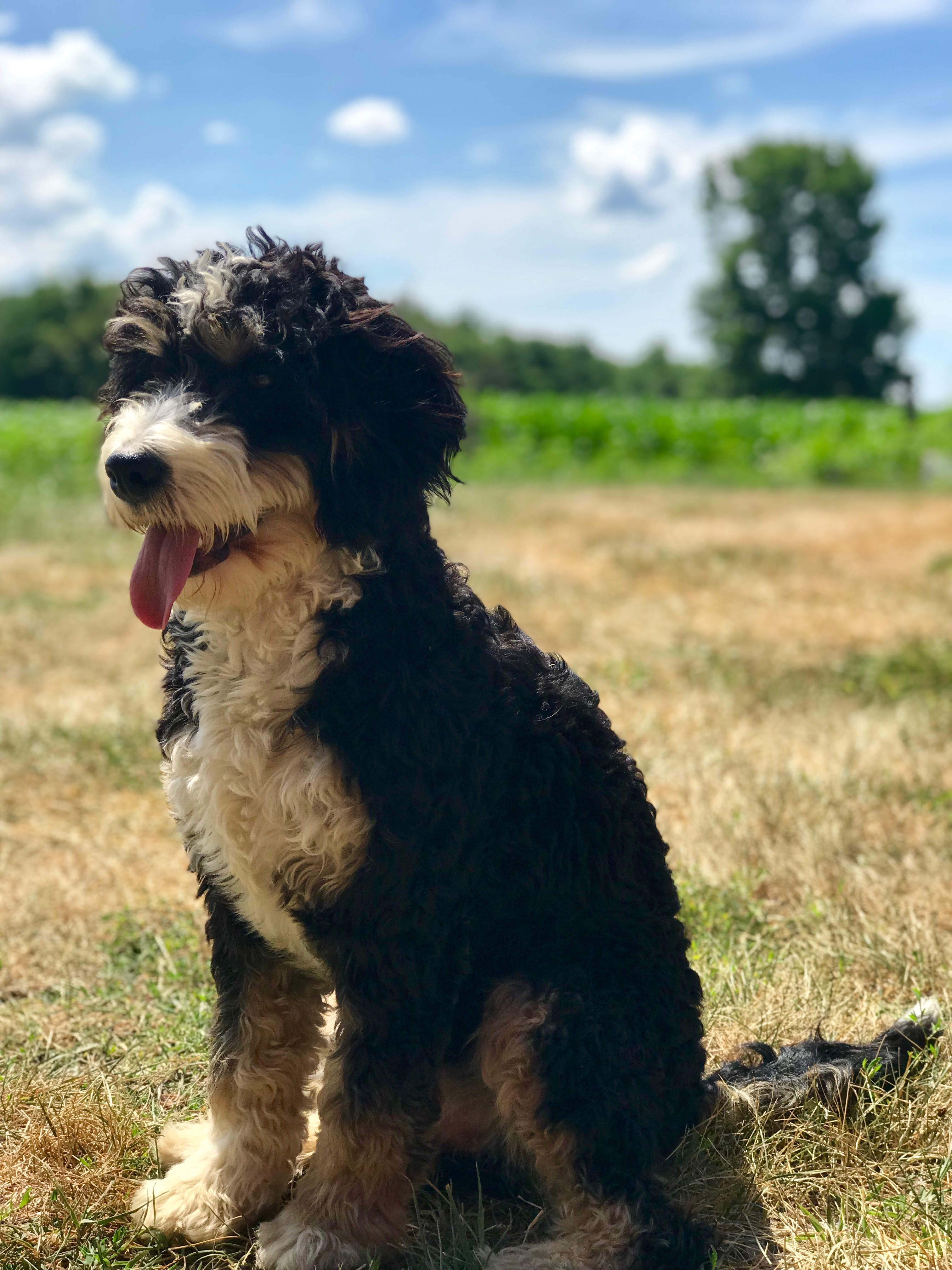 Bernedoodle Breeders United States Gentle Giant Bernedoodles