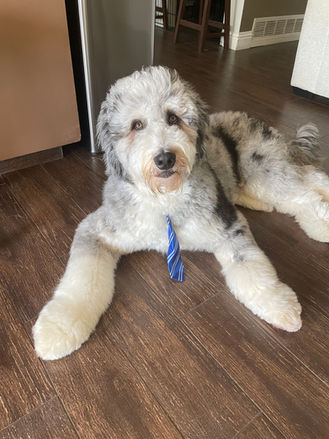 Mr. Feeny turns 1! Advanced to therapy dog training