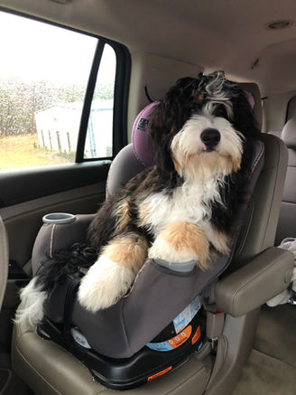 Banks thinks he's human