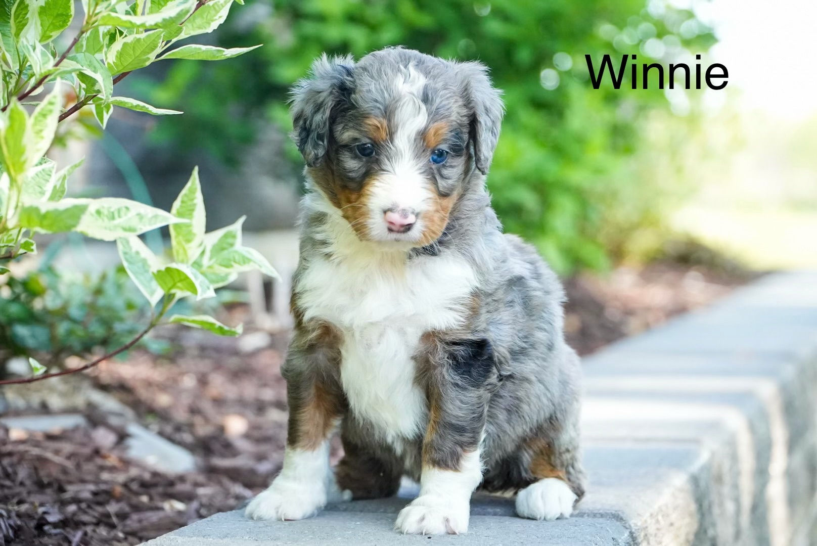 Winnie - Standard Bernedoodle Deposit