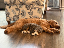 Tucker & Finley are "Built-in best friends" friends 🐶🤗🐶 