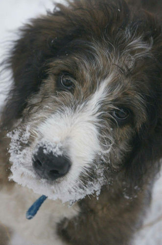 Reggie loves the snow!!