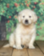 Sacha