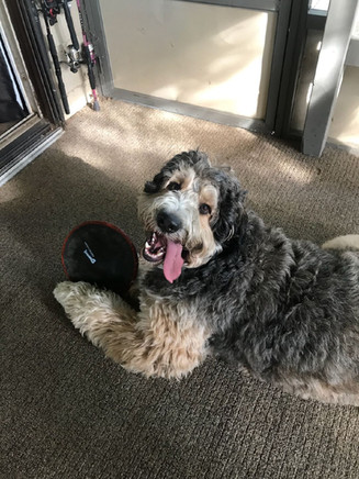 Brutus is the Michael Jordon of dogs