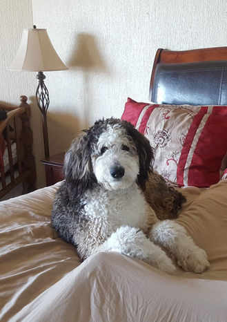 Sasha - AKA, "Adorable!"